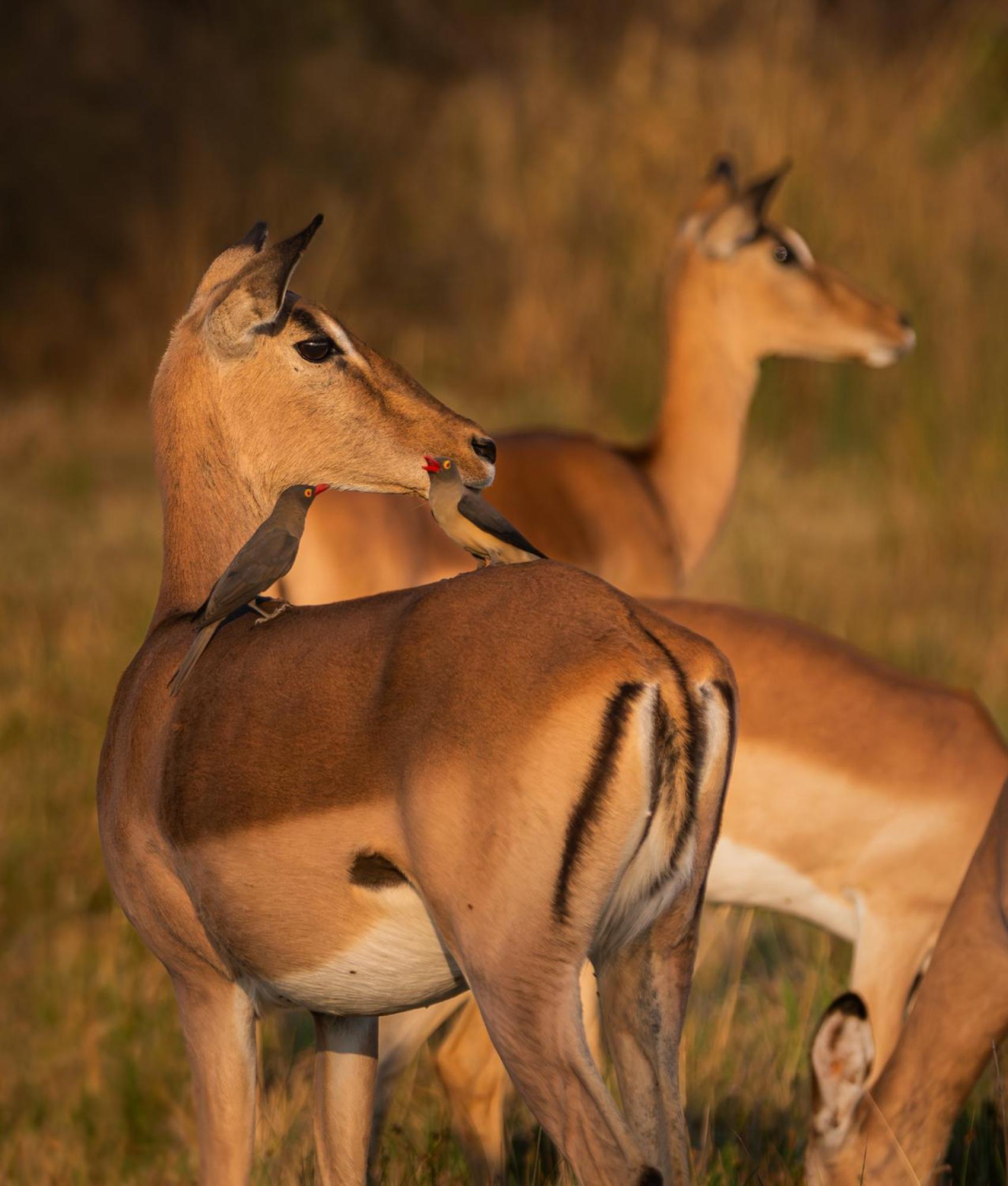 Out In Africa Wildlife Lodge Хаманскраал Екстериор снимка