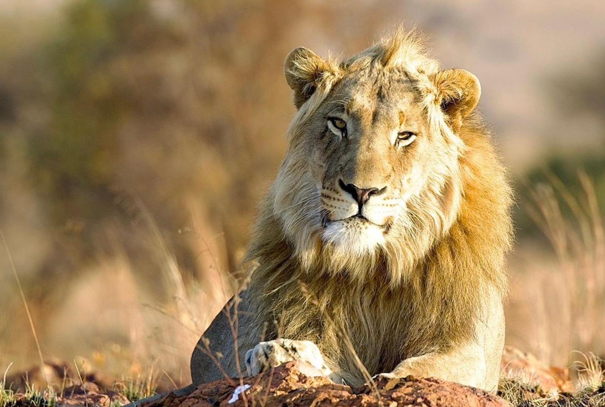 Out In Africa Wildlife Lodge Хаманскраал Екстериор снимка